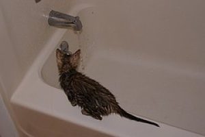 Cat takeing a shower after water heater installation.
