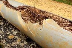 Signs Tree Roots Are Blocking Your Pipes